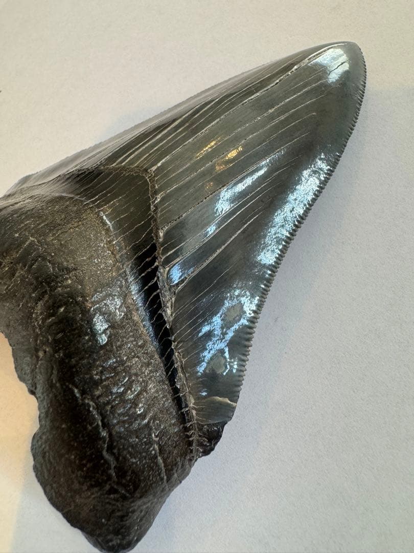 L*9様 【博物館級】宝石のような『メガロドン』の歯の化石