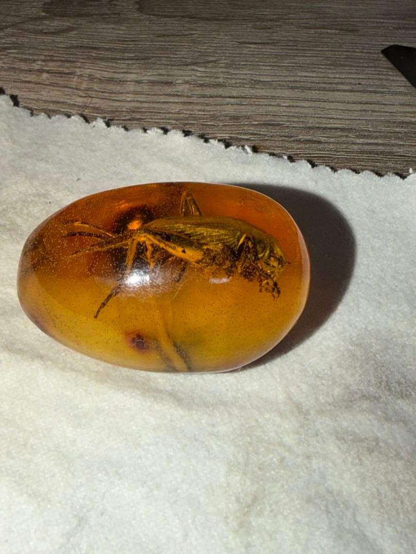 虫入り琥珀 天然アンバー 約30g 高透明 大型昆虫封入 標本