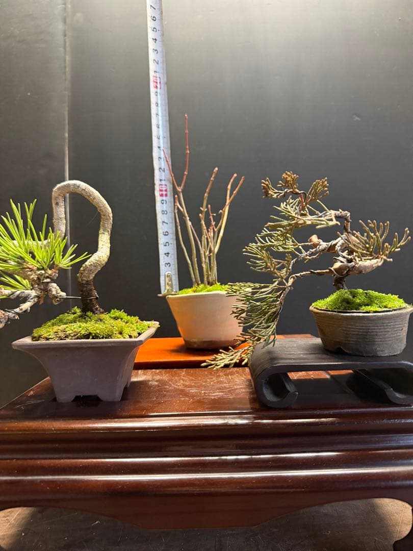 K*H様 特別オークションミニ盆栽３鉢セット　黒松真柏紅葉
