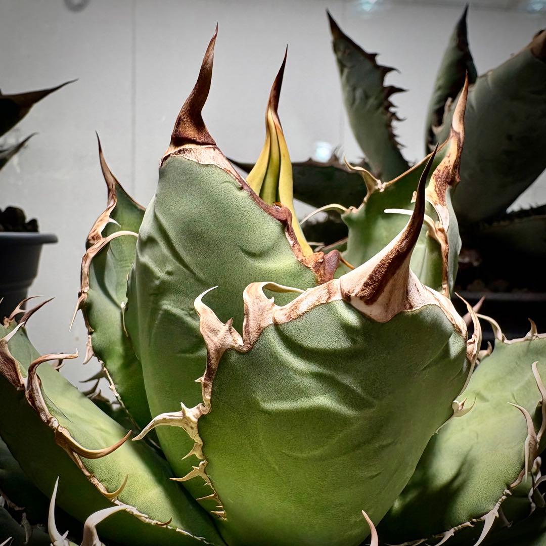 アガベ オアハカ　オテロイ　現地株　チタノタ