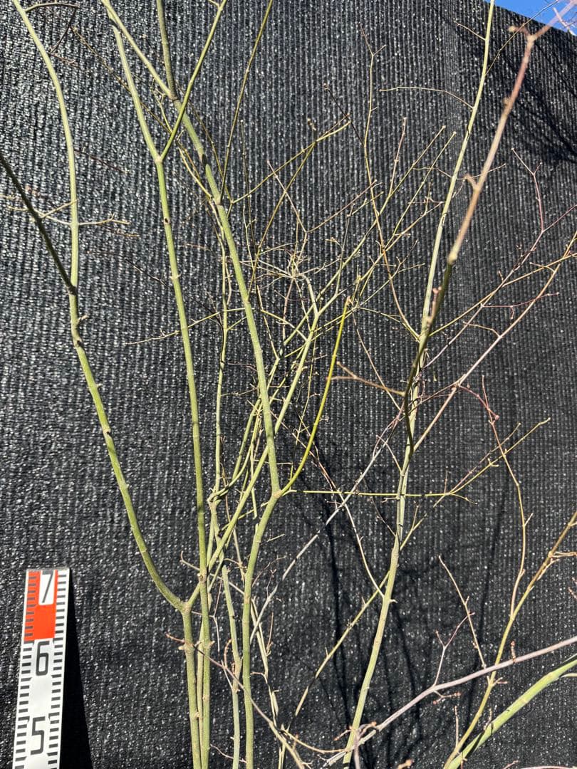 山採り　ヤマモミジ　株立ち　美幹　自然樹形　【品番3528】