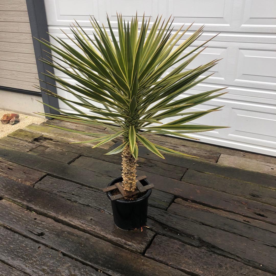 ユッカ アロイフォリア　バリエガータ