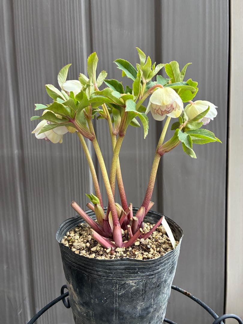 ♡大充実♡DDホワイトゴールド　ピコティ