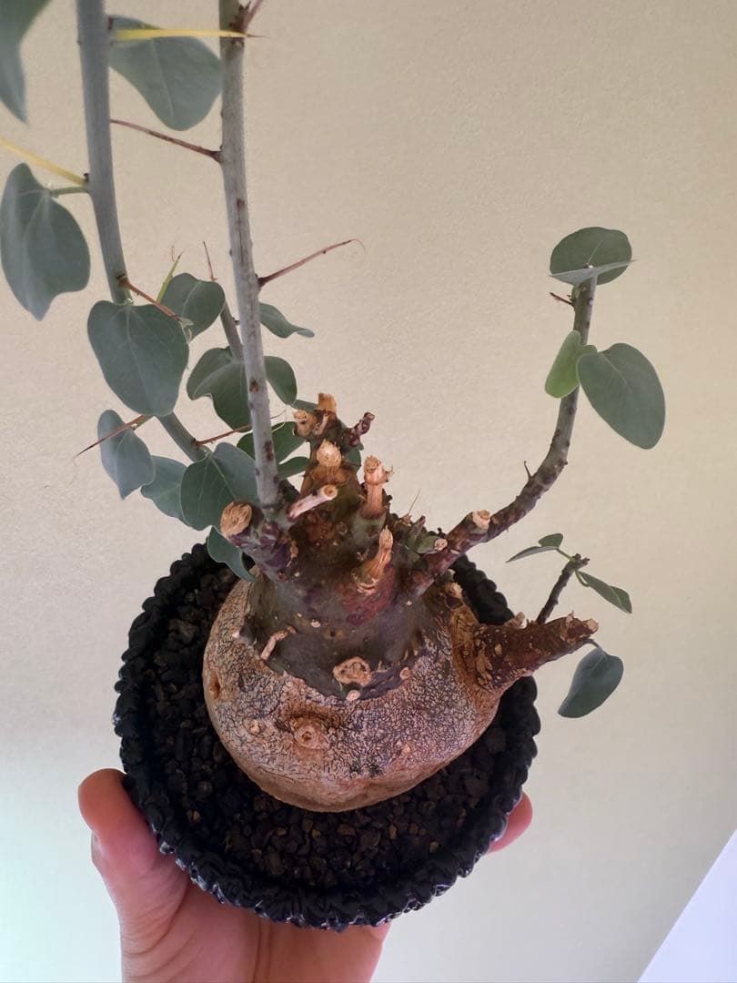 最終値下げ！アデニア　スピノーサ　現地球　鉢付き