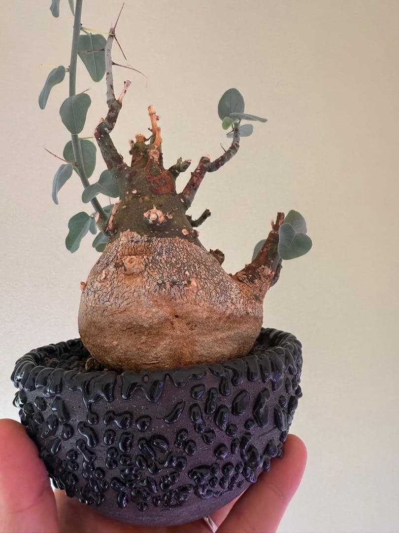 最終値下げ！アデニア　スピノーサ　現地球　鉢付き