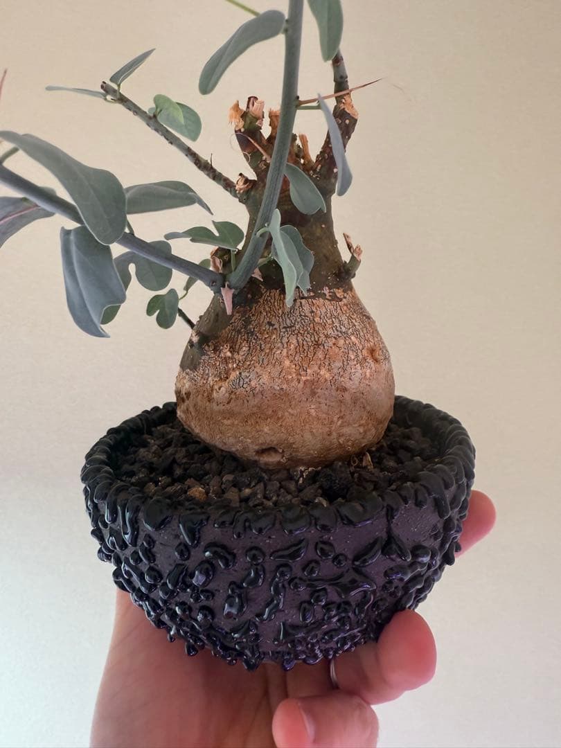 最終値下げ！アデニア　スピノーサ　現地球　鉢付き