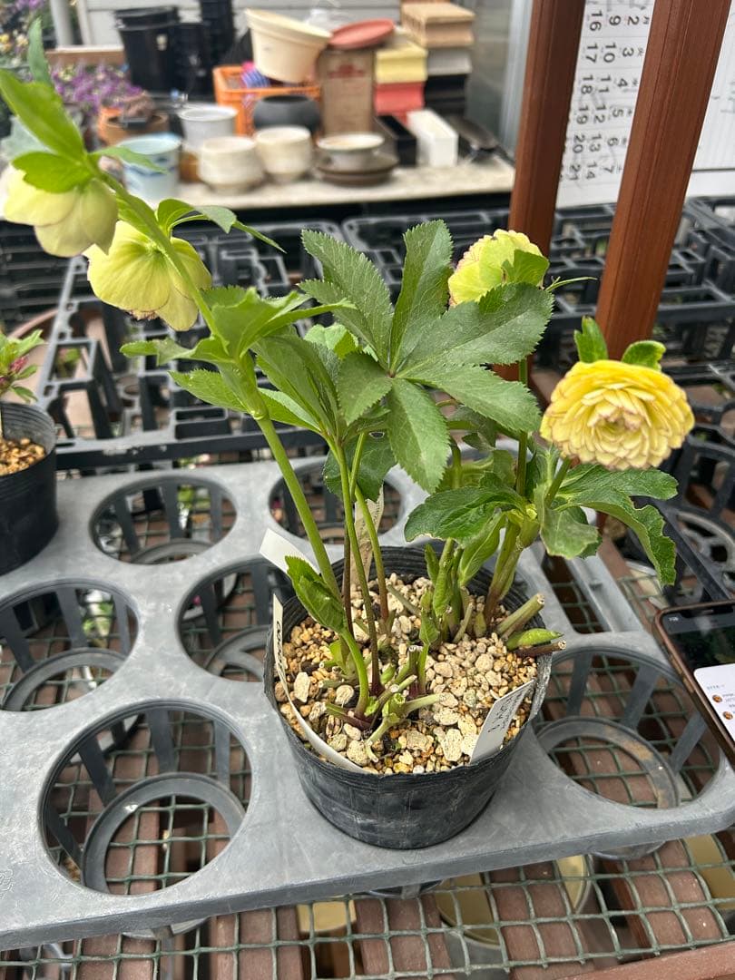 加藤農園 メビウス ♾️ クリスマスローズ