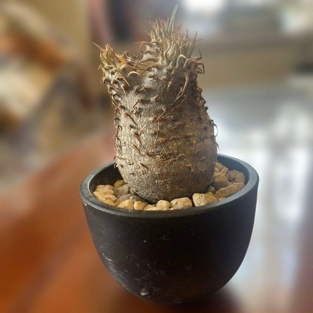 希少 チビグラキリス 現地球 発根済