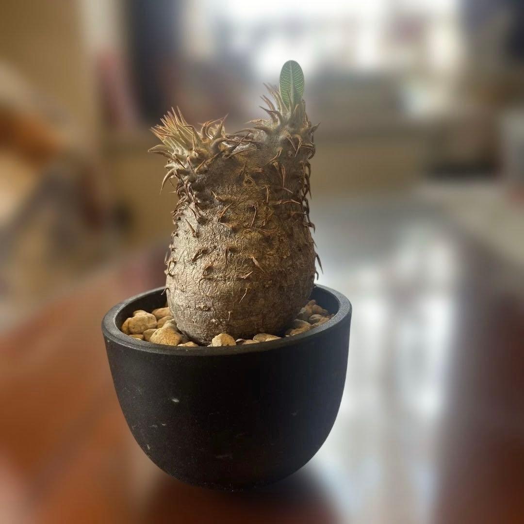 希少 チビグラキリス 現地球 発根済