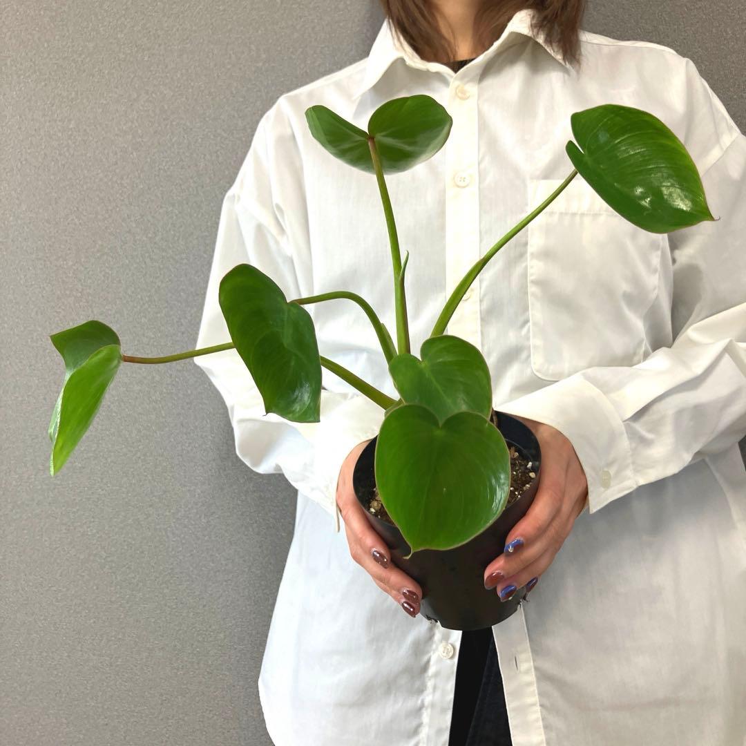 超希少❗️フィロデンドロン　リカルドイ✨