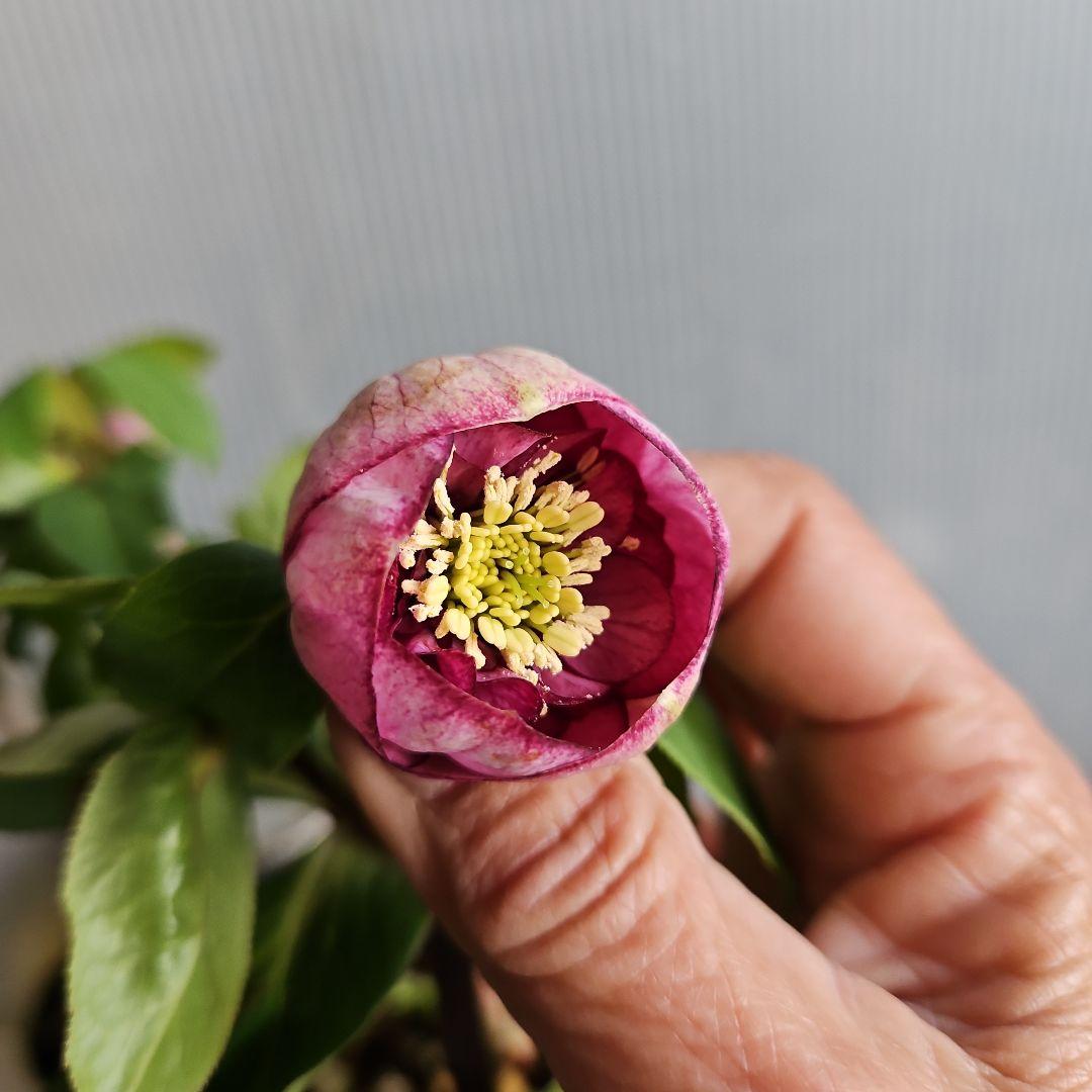 hyssa様ご購入苗㉖-514クリスマスローズ