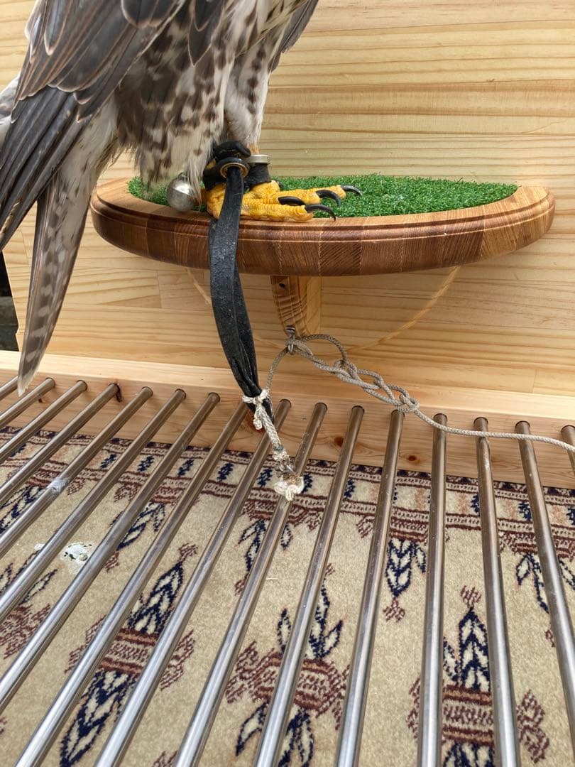 ごん　猛禽類オーダーシェルフパーチ