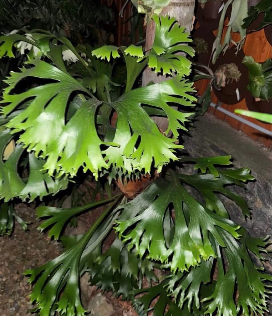 p.Rod Pattison sporelingロッドパティソンビカクシダ