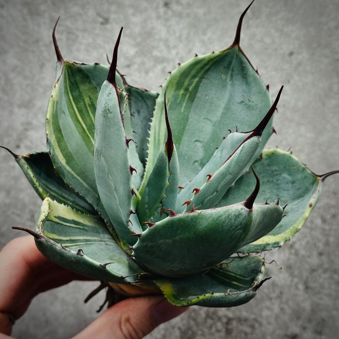 佐*い様 多肉植物・アガベ・変異パリー・パリートランカータ・厚葉・世の中希少特選