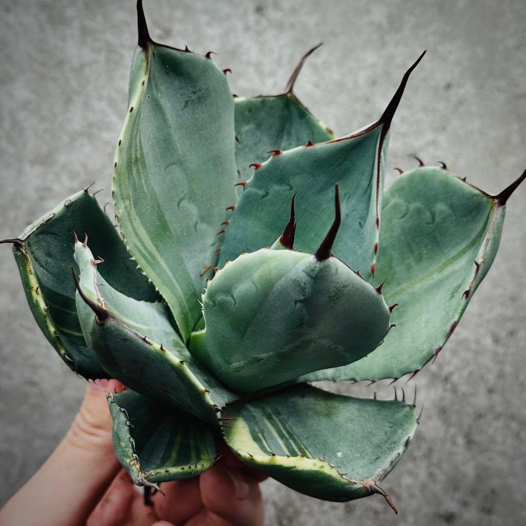 佐*い様 多肉植物・アガベ・変異パリー・パリートランカータ・厚葉・世の中希少特選