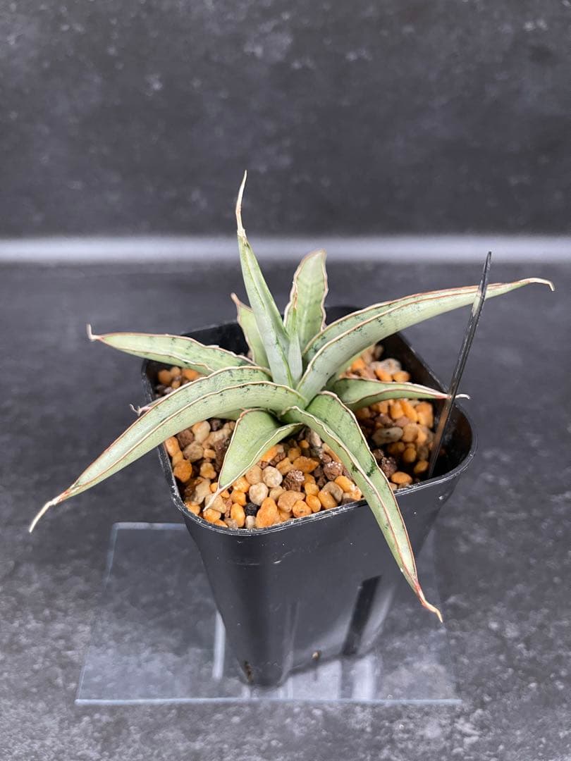 EMP サンセベリア モスキート / 右下が成長イメージ SA426