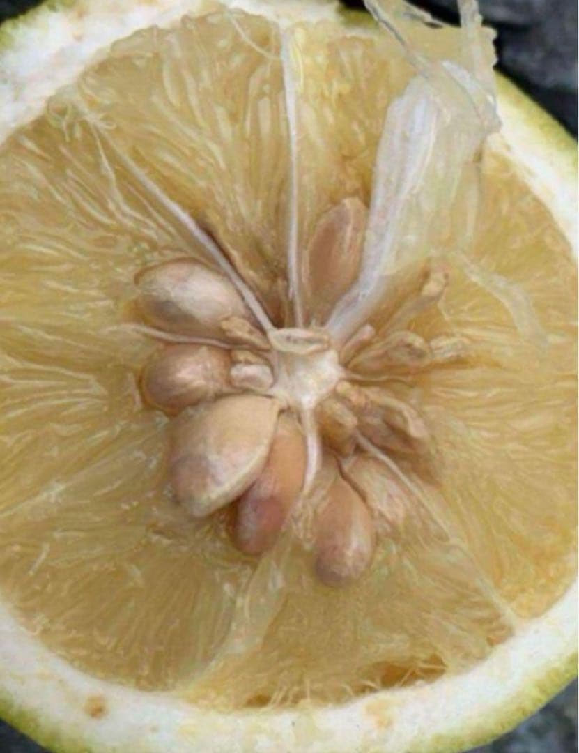 Kazu-K さま専用出品　スイングルシトロメロ種子、苗