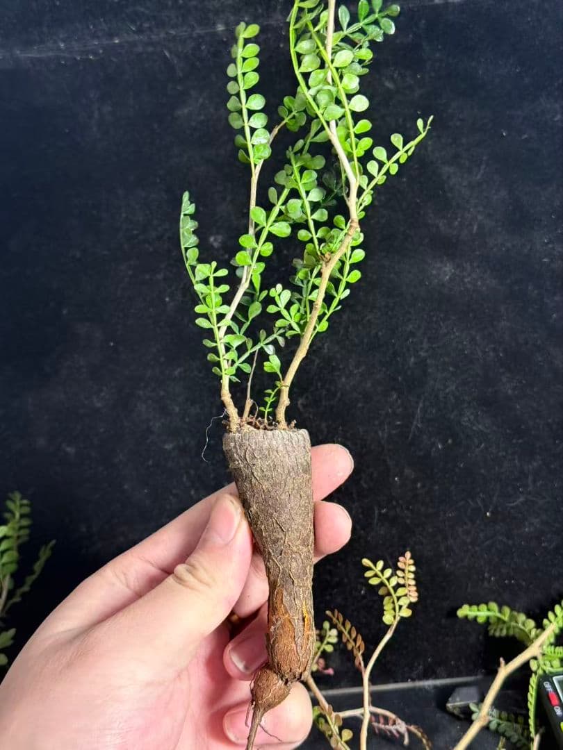 チ*ン様 オペルクリカリア パキプス／Operculicarya pachypu