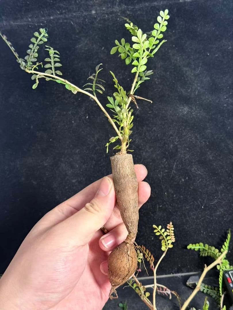 チ*ン様 オペルクリカリア パキプス／Operculicarya pachypu