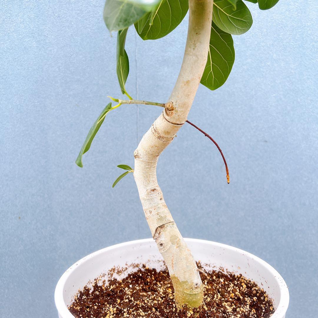 現品　フィカス　ゴムの木　ベンガレンシス　33番　曲り　インテリア　観葉植物