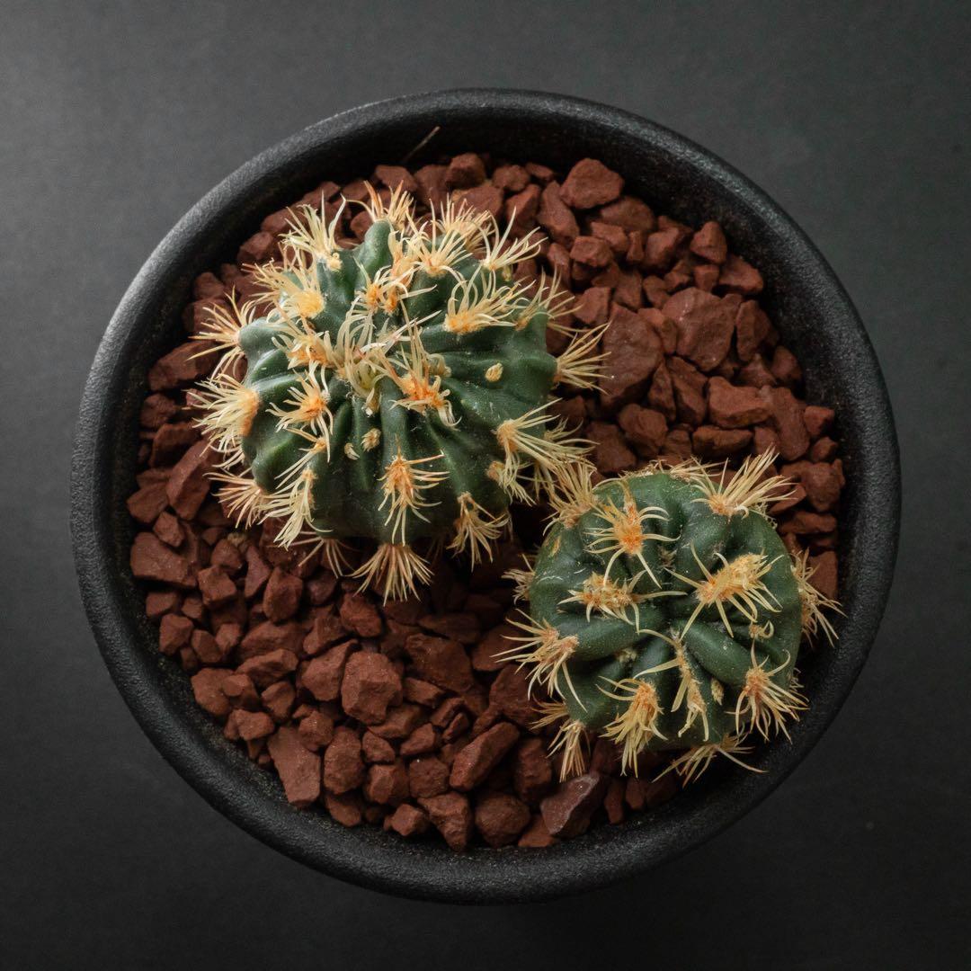 綾波 モンスト x2 （実生） #215