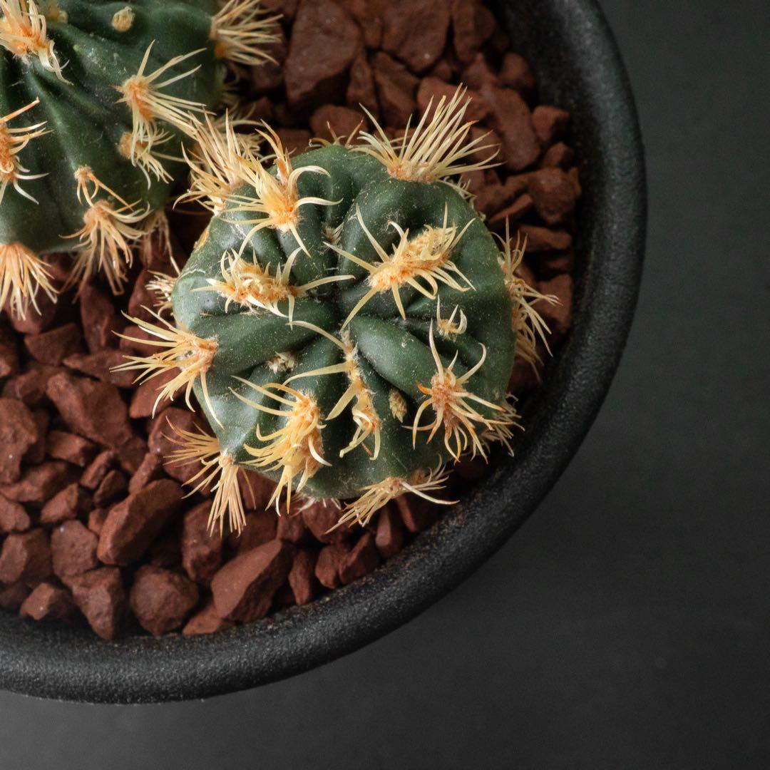 綾波 モンスト x2 （実生） #215