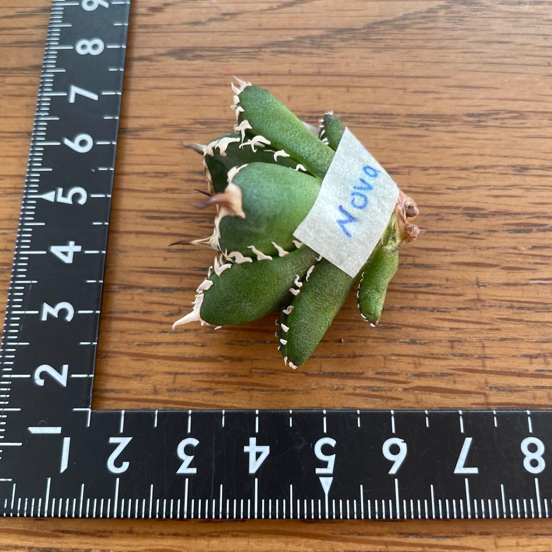 【REZA産】イラン株　選抜　アガベ　　NOVA ノヴァ　12月便