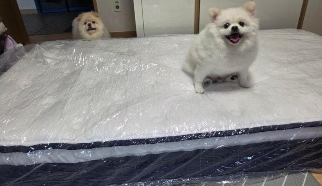 送料込 マットレス ポケットコイル 厚さ25cm 高反発 360N シングル