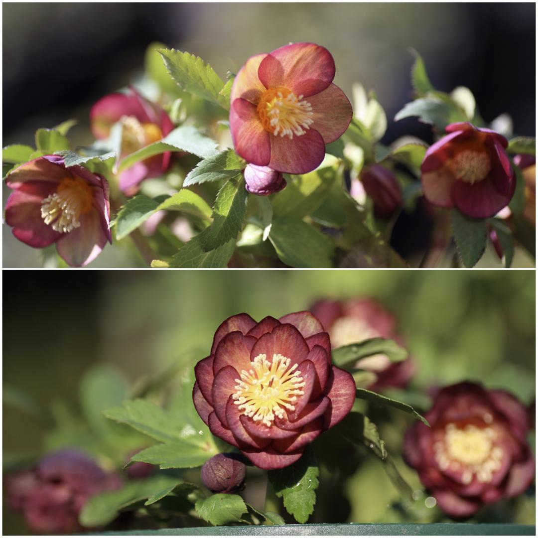 東京五輪2020 「新春セール」クリスマスローズ 小苗 SD蜃気楼 セルフ