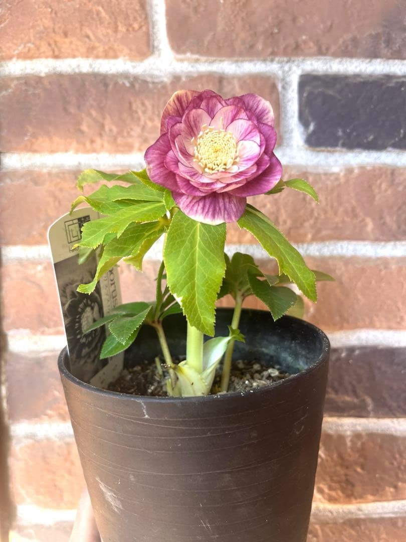 クリスマスローズ　広瀬園芸