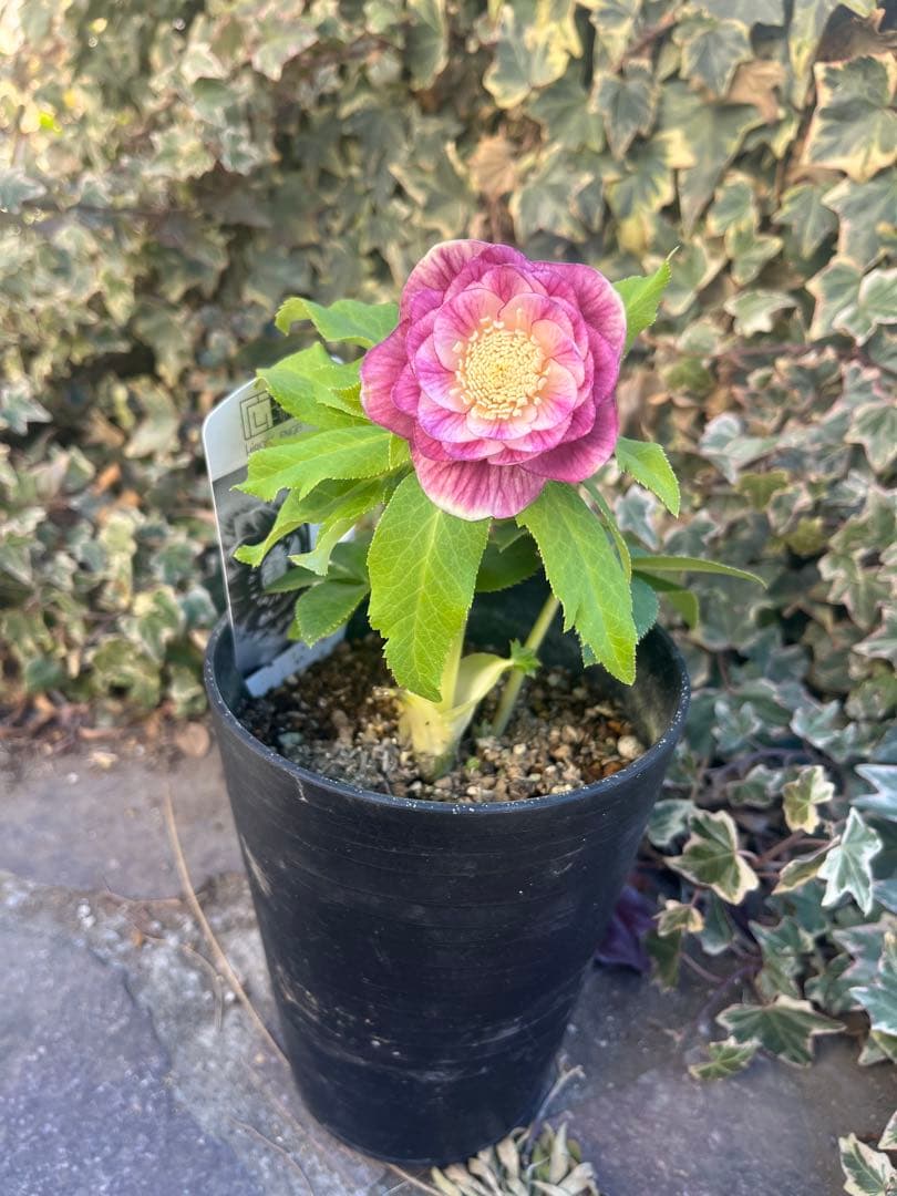 クリスマスローズ　広瀬園芸