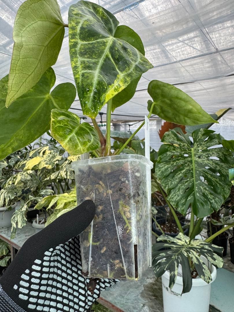 1アンスリウム　ミシェル　x クリスタル　シルバー　斑入り