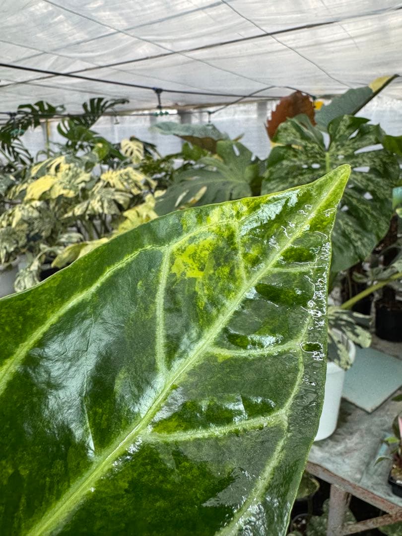 1アンスリウム　ミシェル　x クリスタル　シルバー　斑入り