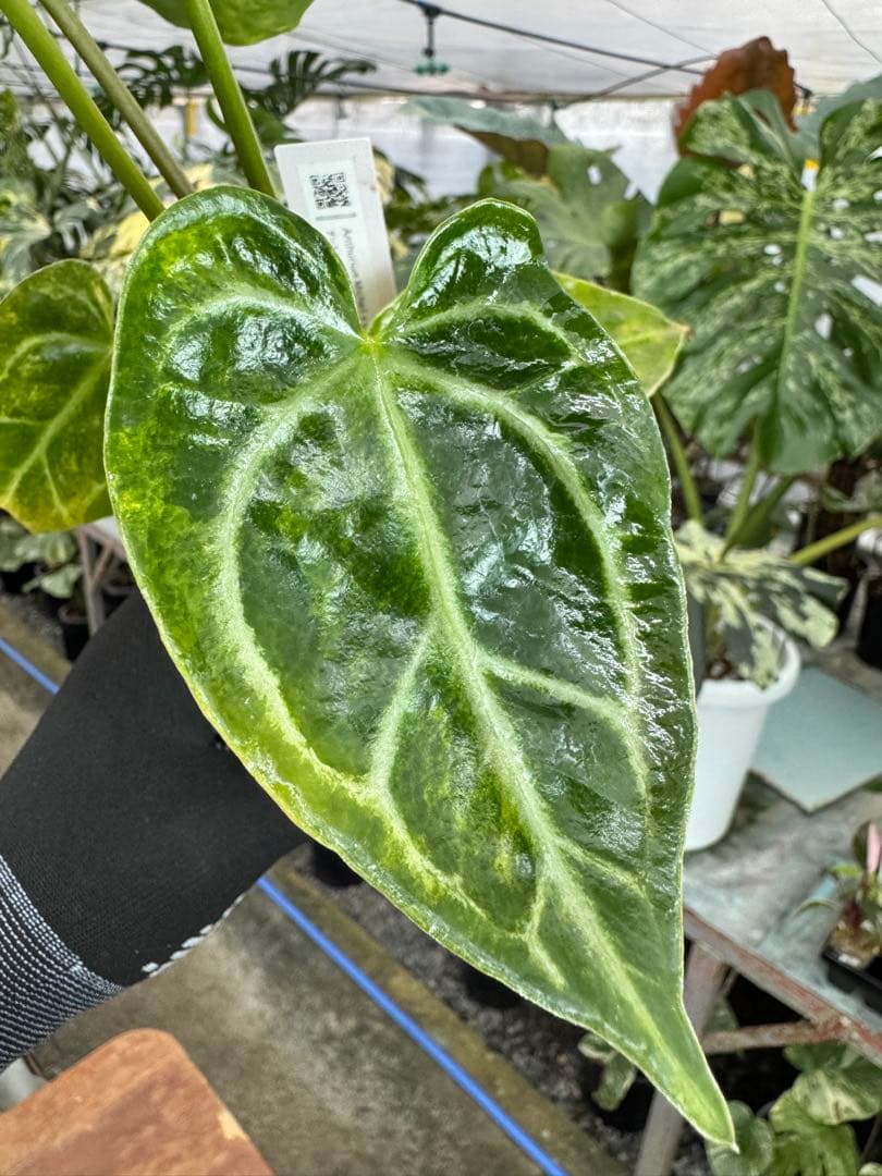 1アンスリウム　ミシェル　x クリスタル　シルバー　斑入り