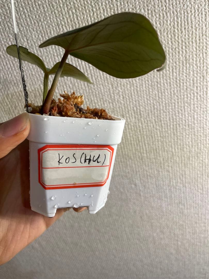 アンスリウム　HU KOS キングオブスペード　haji