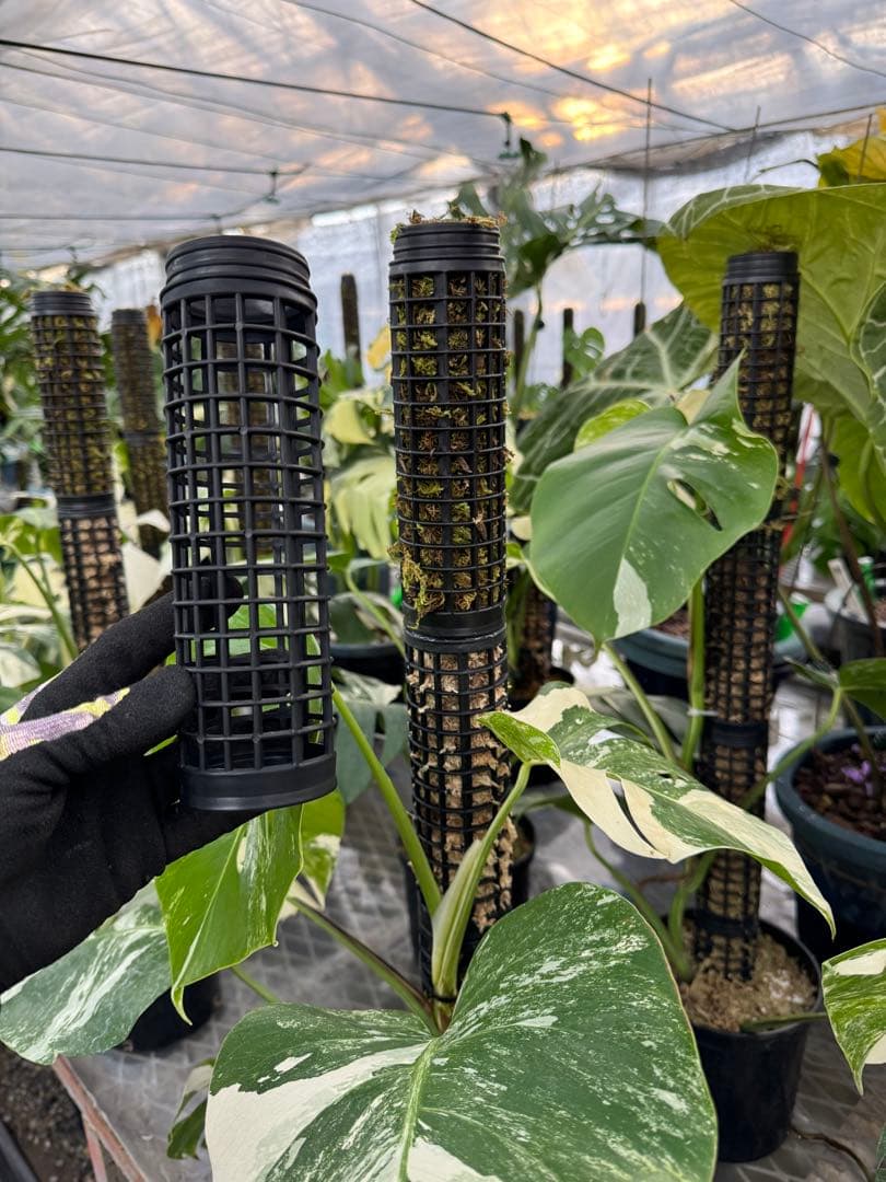 水苔無しモスポール　100本まとめ　20cmサイズ