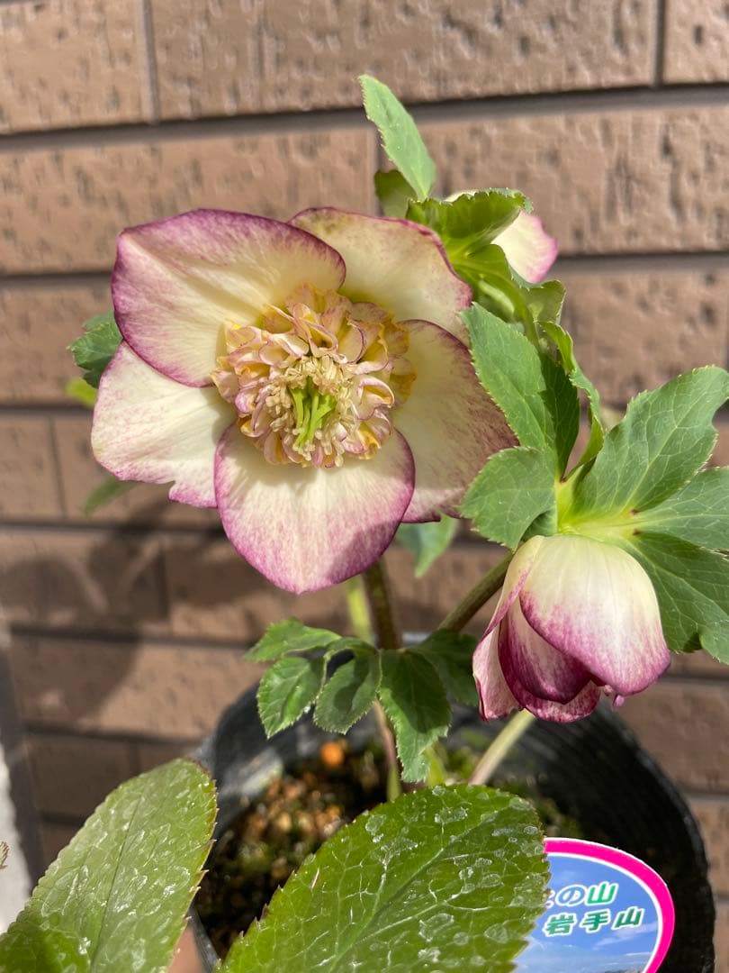 クリスマスローズ　開花株　4苗