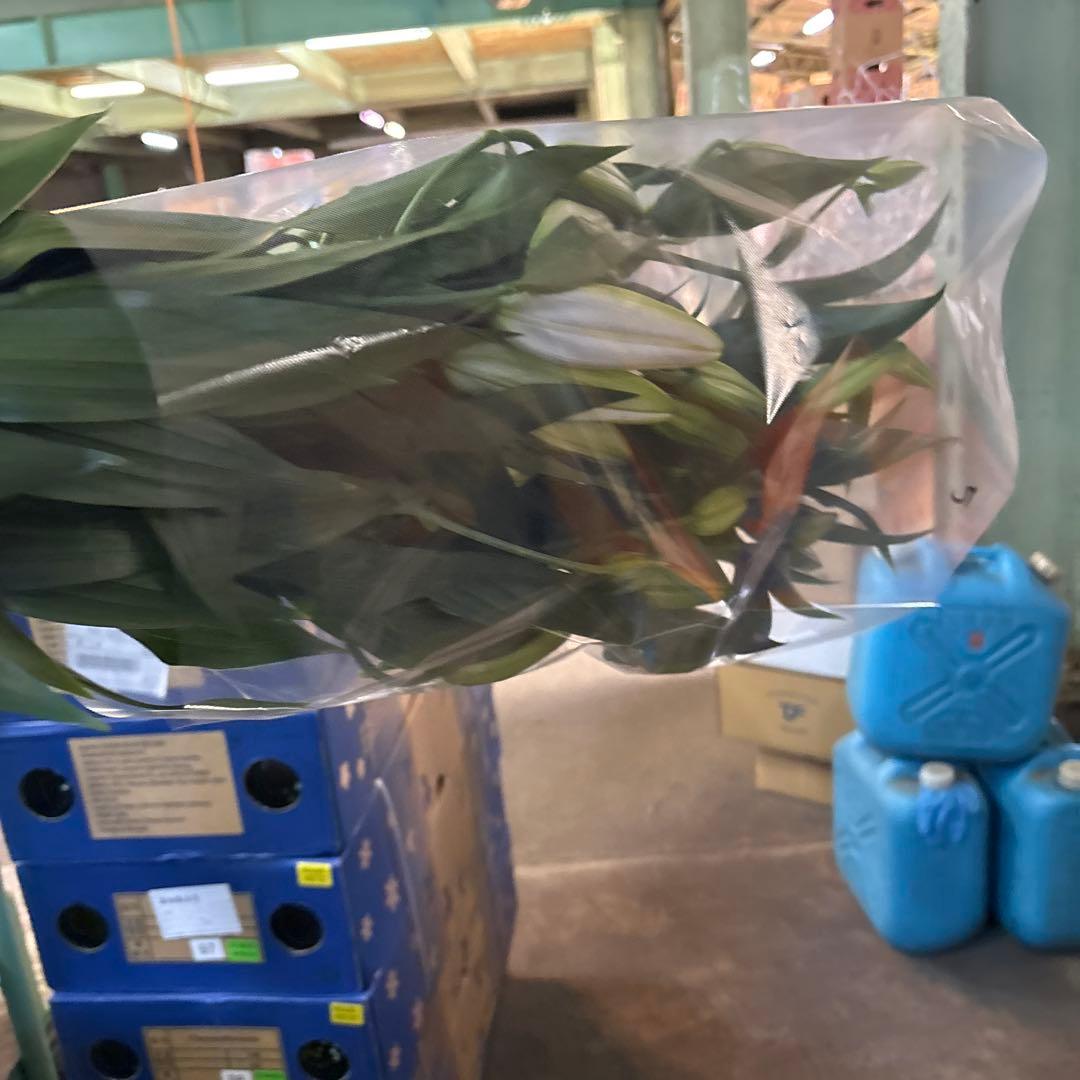 プチプラピアスイヤリング 同梱アヌースカ10本 シベリア トルコ各10本