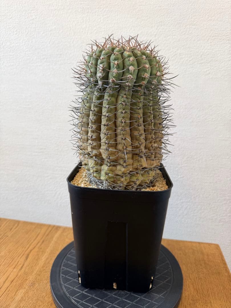 古株・大株: ギムノカリキウム三刺玉 (十字軍)