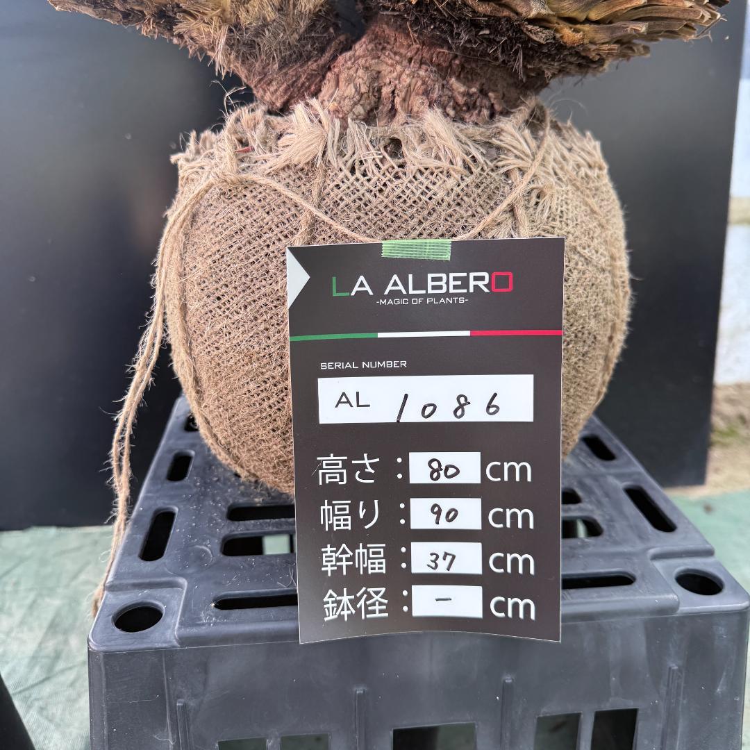 ハ*ー様 【AL1086】ユッカ　ロストラータ