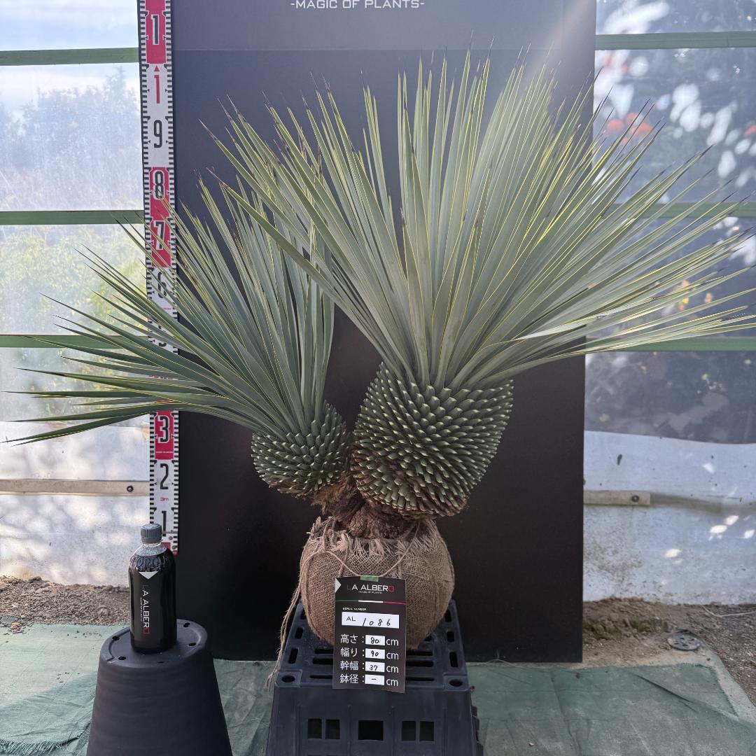 ハ*ー様 【AL1086】ユッカ　ロストラータ