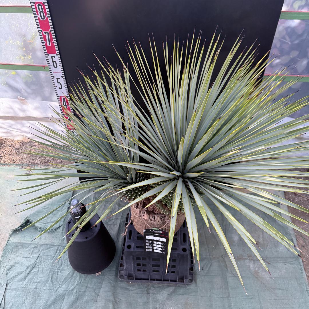 ハ*ー様 【AL1086】ユッカ　ロストラータ