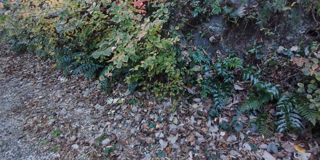 オニヤブソテツ