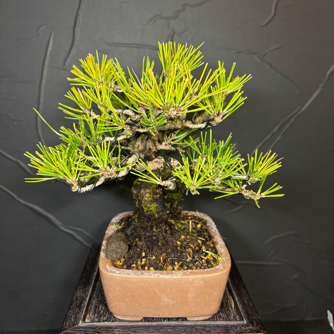 黒松【足元良好 面白い幹芸】