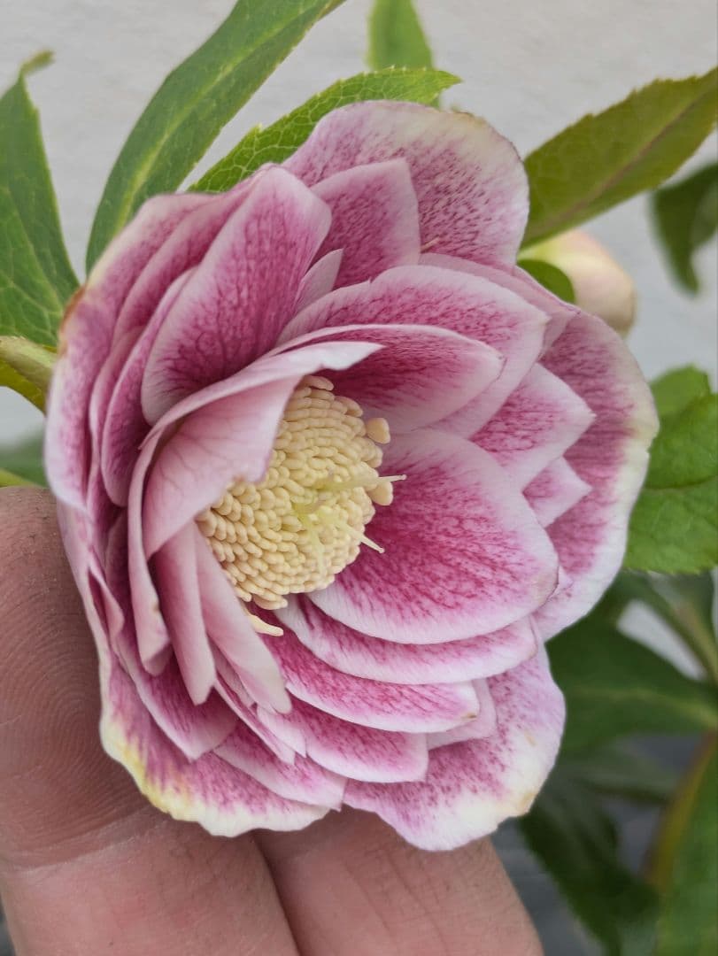 【広瀬園芸】アンティークピンク 白覆輪 多弁リバーシブル 極美ベイン