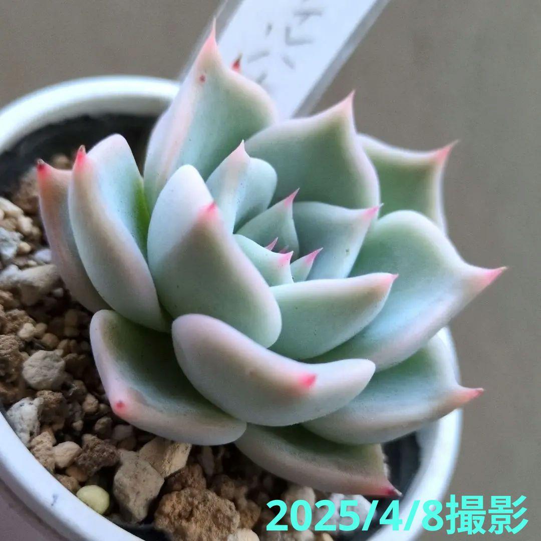 138. 多肉植物 スティルハート 730円【抜き苗】