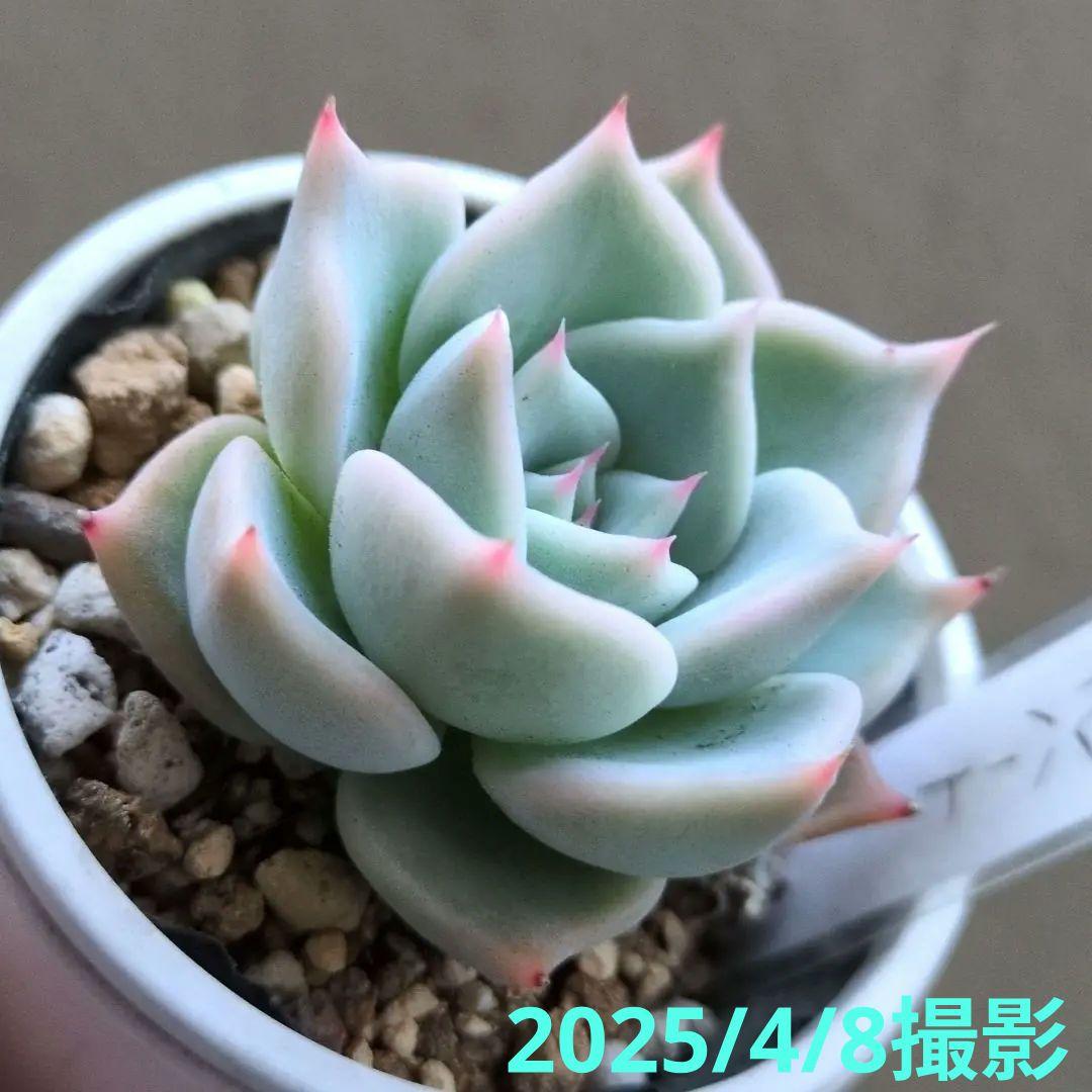 138. 多肉植物 スティルハート 730円【抜き苗】