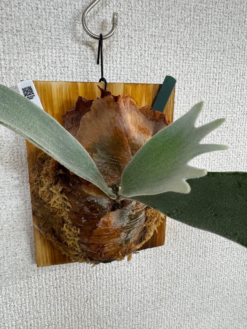 【子株】P. Elsa  Queen F307 ビカクシダ　子株　OC