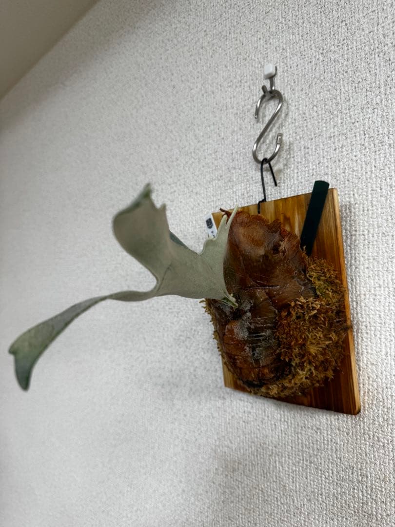 【子株】P. Elsa  Queen F307 ビカクシダ　子株　OC