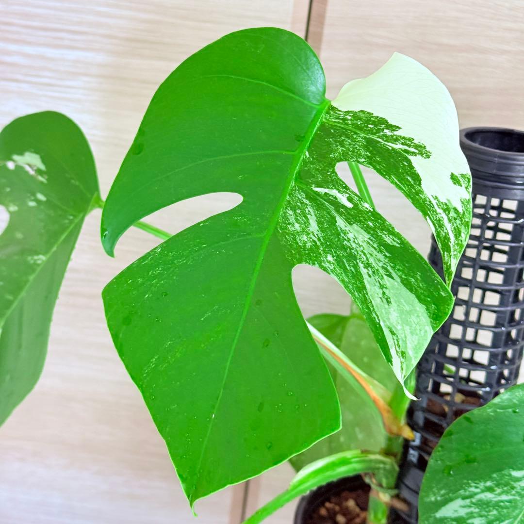 モンステラ ボルシギアナ ホワイトタイガー 斑入りモンステラ 育成株